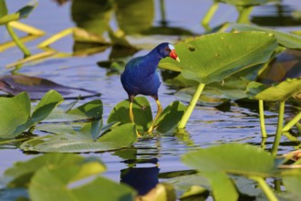 A bird with a distinctive red beak stands on green leaves in the water, Lesser Sultana (Porphyrio