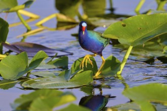 An exotic bird with colourful plumage among leaves on the water, Lesser Sultana (Porphyrio