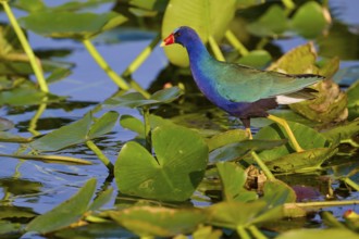 A pretty bird with bright colours stands on water-covered leaves, Lesser Sultana (Porphyrio