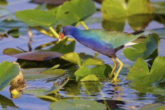 An iridescent bird stands in a pond full of grass-green leaves, Lesser Sultana (Porphyrio
