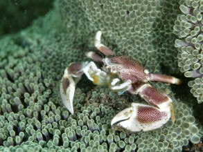 Red and white crab, spotted porcelain crab (Neopetrolisthes maculatus), on a green sea anemone.
