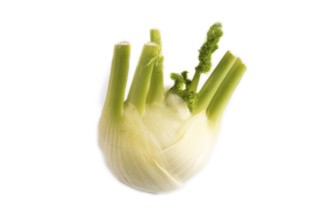 Fresh Fennel bulb isolated on white background, side view, copy space, minimalism