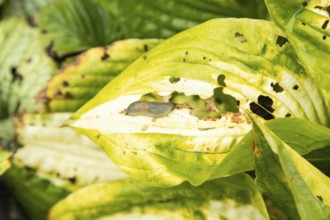 Hosta leaves damaged by Slugs, plant diseases, plant pathology