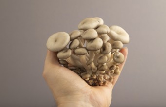 Raw Oyster mushroom, Pleurotus ostreatus with hand on gray pastel paper background. Side view, copy