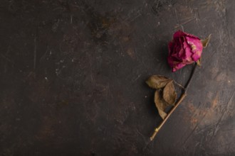 Withered dried pink Rose on black concrete background, top view, flat lay, copy space, minimalism