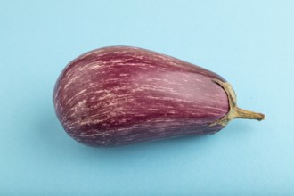 Purple eggplant with white stripes on blue pastel background. Side view, close up. Tropical,