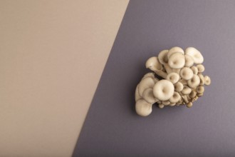 Raw Oyster mushroom, Pleurotus ostreatus on beige and gray pastel paper background. Top view, flat