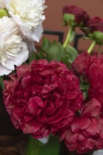 Beautiful red, burgundy peony Carol flower. Closeup. Blurred background, selective focus