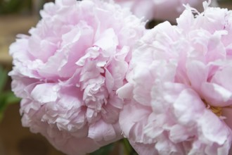 Beautiful pink purple peony Strassburg flower. Closeup. Blurred background, selective focus