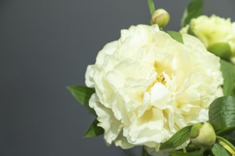 Beautiful yellow peony Sunny Girl flower. Closeup. Blurred background, selective focus
