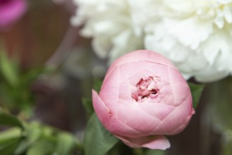 Beautiful pink purple peony Salmon Dream flower. Closeup. Blurred background, selective focus