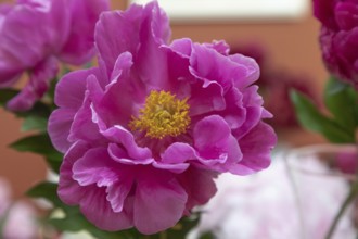 Beautiful pink purple peony Fairy Princess flower. Closeup. Blurred background, selective focus