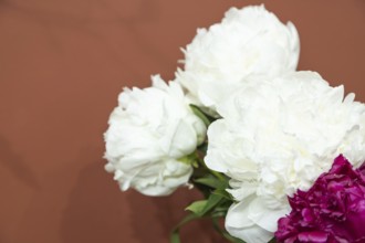 Beautiful white peony Argentina flower. Closeup. Blurred background, selective focus