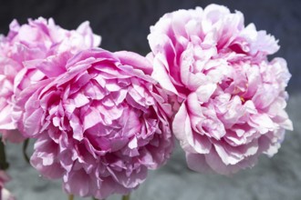 Beautiful pink peony Hi-Mabel flower. Closeup. Blurred background, selective focus
