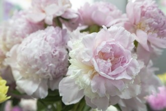 Beautiful pink peony Angel Cheeks flower. Closeup. Blurred background, selective focus