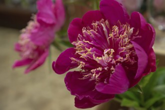 Beautiful red, burgundy peony Patricia Hanratty flower. Closeup. Blurred background, selective