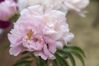 Beautiful pink purple peony Sweet Melody flower. Closeup. Blurred background, selective focus