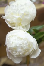 Beautiful white peony Bridal Gown flower. Closeup. Blurred background, selective focus