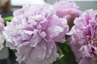 Beautiful pink peony Myra McRae flower. Closeup. Blurred background, selective focus