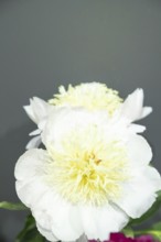 Beautiful white peony flower. Closeup. Blurred background, selective focus