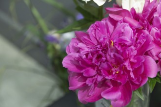 Beautiful pink peony Magenta moon flower. Closeup. Blurred background, selective focus