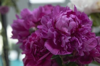 Beautiful red, burgundy peony Kansas flower. Closeup. Blurred background, selective focus