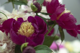 Beautiful white, burgundy peony White Cap flower. Closeup. Blurred background, selective focus