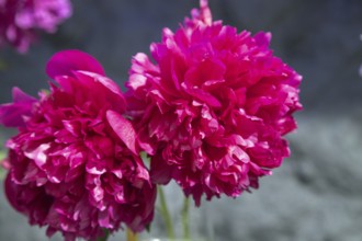 Beautiful red, burgundy peony Iskra Nadezhdy flower. Closeup. Blurred background, selective focus