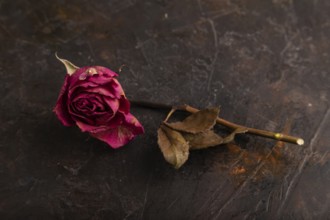 Withered dried pink Rose on black concrete background, side view, copy space, minimalism