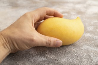 Orange mango with hand on concrete background. Side view, copy space. healthy food, minimalism