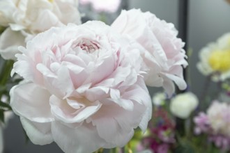Beautiful pink peony Doris Cooper flower. Closeup. Blurred background, selective focus