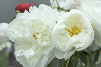 Beautiful white peony Miss America flower. Closeup. Blurred background, selective focus