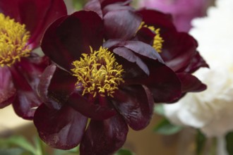 Beautiful red, burgundy peony Sable flower. Closeup. Blurred background, selective focus