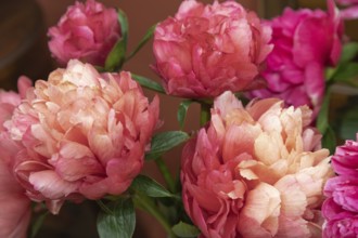 Beautiful pink orange peony Lorelei flower. Closeup. Blurred background, selective focus