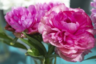 Beautiful pink peony Rose heart flower. Closeup. Blurred background, selective focus