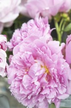 Beautiful pink peony Pink heart throb flower. Closeup. Blurred background, selective focus