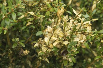 Boxwood bush, Buxus sempervirens, infested with Box tree moth, Cydalima perspectalis, caterpillars,