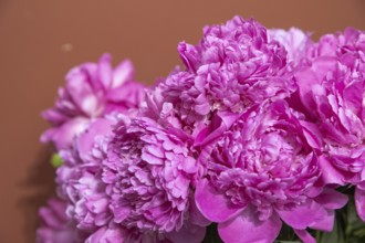 Beautiful pink peony Edulis Superba flower. Closeup. Blurred background, selective focus