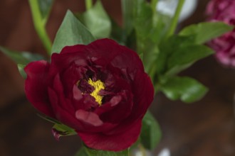 Beautiful red, burgundy peony The Mackinac Grand flower. Closeup. Blurred background, selective