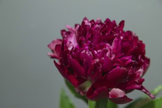 Beautiful red, burgundy peony Judy Becker flower. Closeup. Blurred background, selective focus