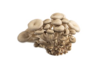 Raw Oyster mushroom, Pleurotus ostreatus isolated on white background. Side view, close up,