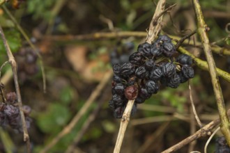 Bunches of rotten and Dry Red wine grapes on branches in autumn, Dry season, harvest, decay