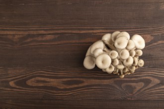 Raw Oyster mushroom, Pleurotus ostreatus on brown wooden background. Top view, flat lay, copy