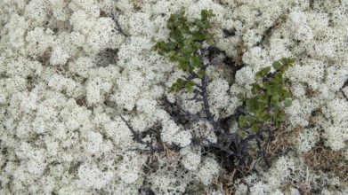 Ground vegetation with Reindeer lichen (Cladonia rangiferina), alpine tundra, Dovrefjell, Norway