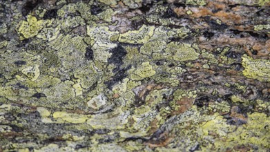 Close-up of lichen with green-yellow and brown patterns, Dovrefjell, Norway