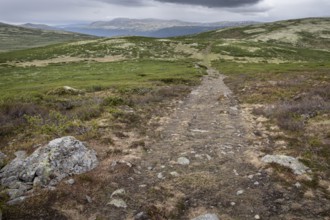 Olav's Way or Olavsleden pilgrimage route, old Kongevegen or King's Road over Dovrefjell, Norway