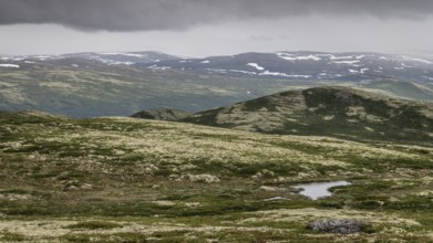 Vast fell or mountain landscape, ground vegetation with Reindeer lichen (Cladonia rangiferina),