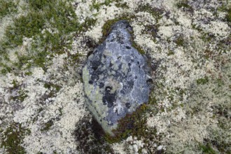A single stone surrounded by Reindeer lichen (Cladonia rangiferina), alpine tundra, Dovrefjell,