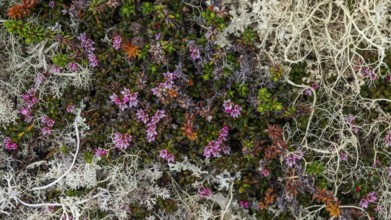 Ground vegetation with Alpine Azalea (Loiseleuria procumbens) and Reindeer lichen (Cladonia