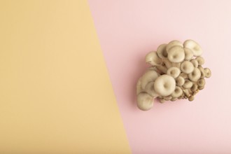 Raw Oyster mushroom, Pleurotus ostreatus on pink and orange pastel paper background. Top view, flat
